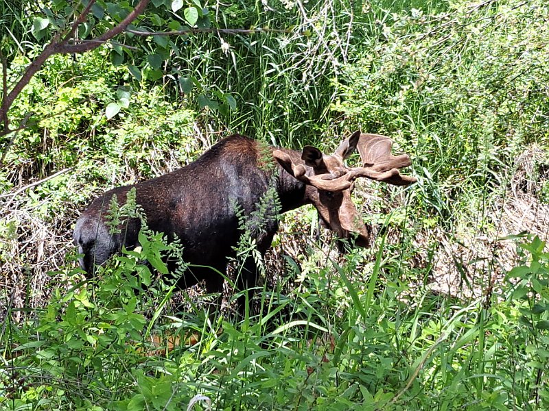 Moose