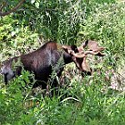 Moose